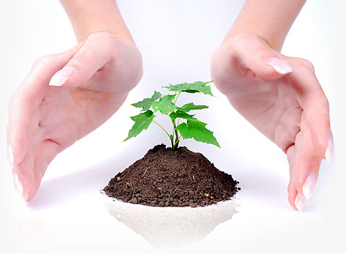 seedling